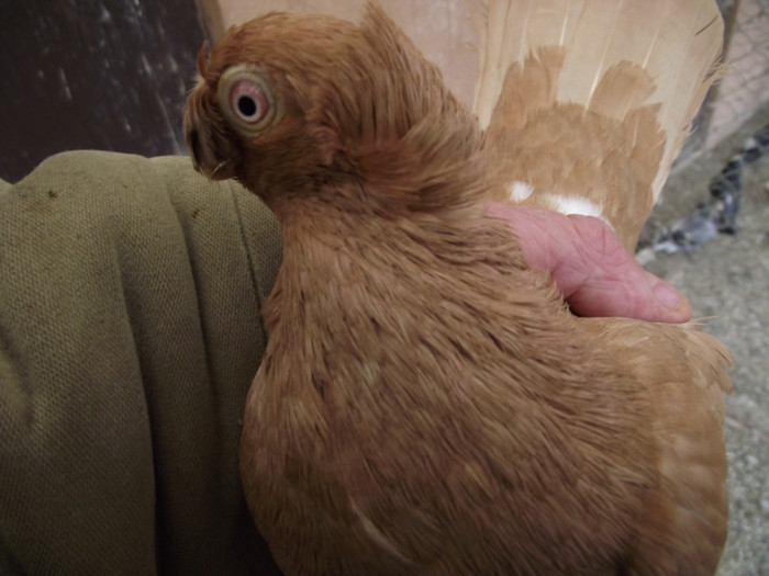 POZE DECEMBRIE 2012 542