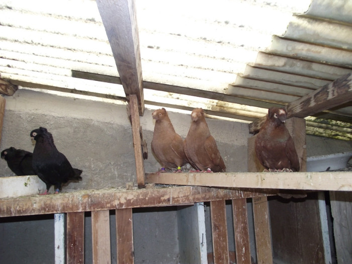 POZE DECEMBRIE 2012 550