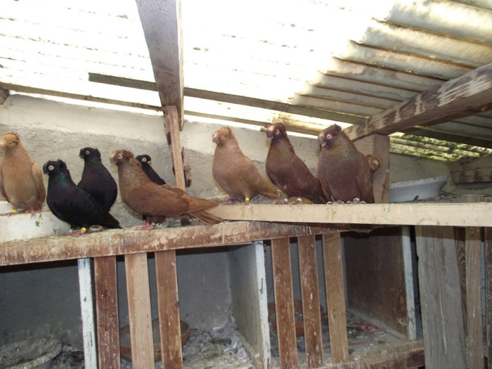 POZE DECEMBRIE 2012 556