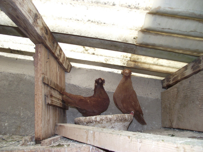 POZE DECEMBRIE 2012 558