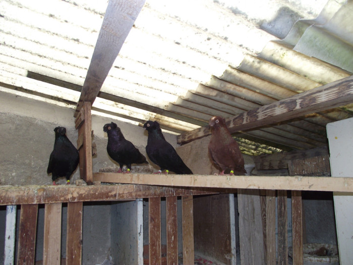 POZE DECEMBRIE 2012 563