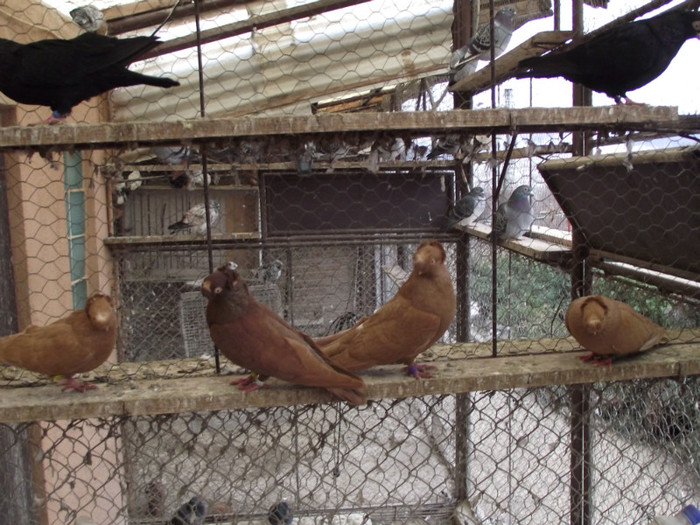 POZE DECEMBRIE 2012 567