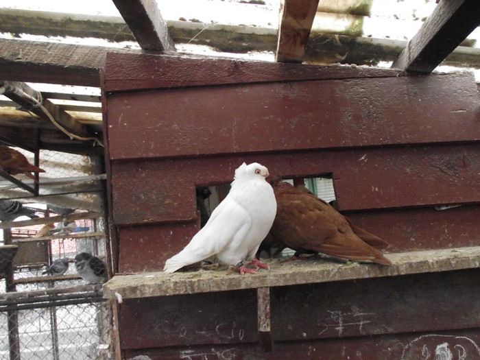 POZE DECEMBRIE 2012 573