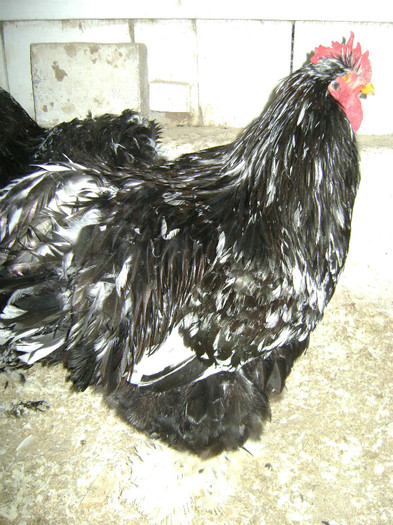 DSC020011 - 30-MATCA 2013