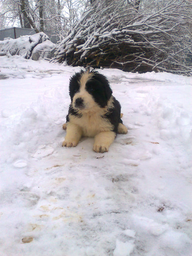 Femelute din Cora; prima iesire in zapada...1 luna
