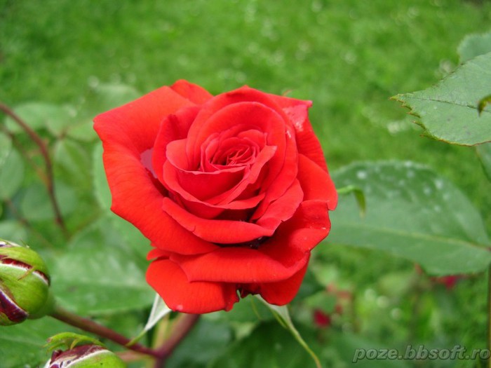 Floare trandafir rosu intens 2 - Trandafiri