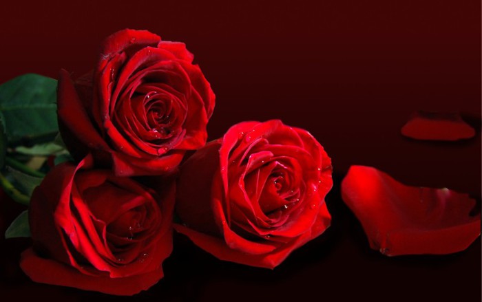 trandafiri-rosii-1 - Trandafiri