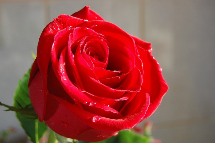 trandafir-rosu1 - Trandafiri