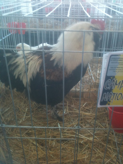 Picture 063 - Expozitia Craiova 2013