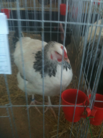 Picture 068 - Expozitia Craiova 2013