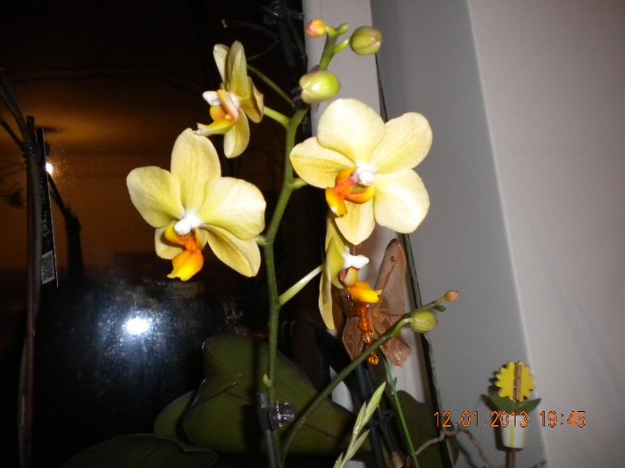 prima achizitie pe 2013! - orhidee 2013