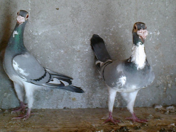 Fotografie0111 - CARIERI DE VANZARE