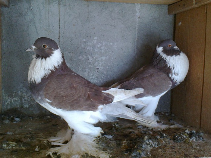 Fotografie0107 - GUSATI DE POMERANIA 2 MASCULI DE VANZARE