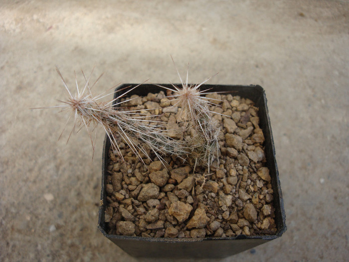 Corynopuntia marenae (S.H.Parsons) M.P.Griff. 2003