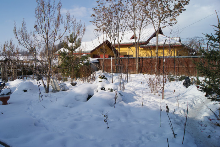 DSC00005 - 001 12 01 2013 Gradina iarna in ianuarie  zapada