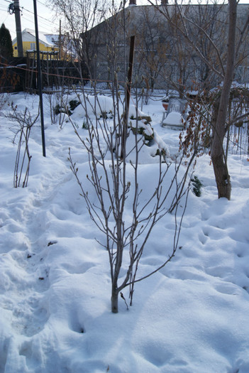 DSC00015 - 001 12 01 2013 Gradina iarna in ianuarie  zapada