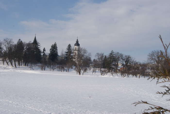 DSC00036 - 001 12 01 2013 Gradina iarna in ianuarie  zapada