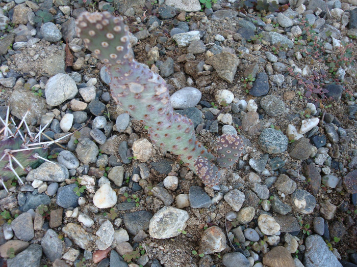 Opuntia basilaris  Engelm. & Bigelow; Origine: SUA (Arizona, California, Nevada), Mexic (Baja California de nord şi  Sonora de nord)        (-18°C)
