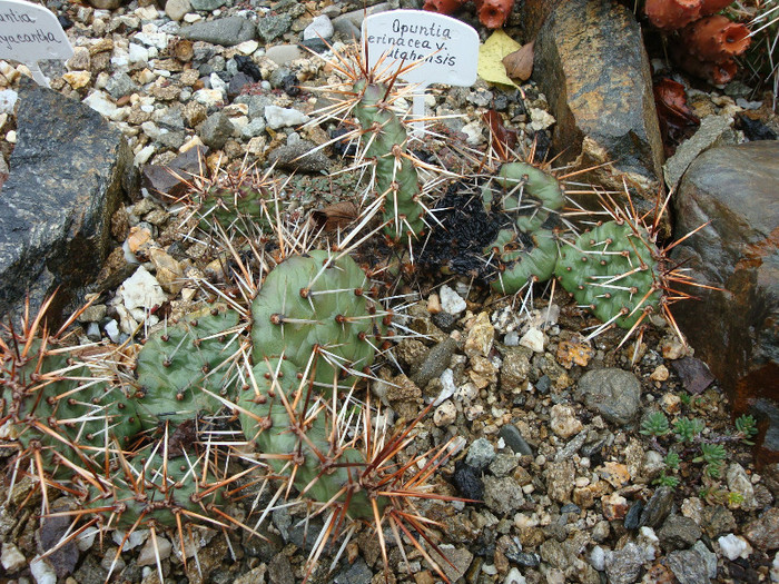 Opuntia erinacea var. utahensis  (Engelm.) L.D. Benson 1969; -hardy
