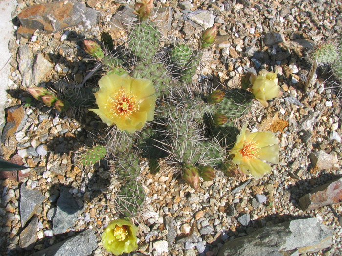 Opuntia fragilis x polyacantha      Bruce Parfitt 1998 (hb. natural) - Genul Opuntia