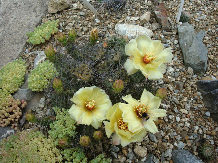 Opuntia fragilis x polyacantha     Bruce Parfitt 1998 (hb. natural) - Genul Opuntia