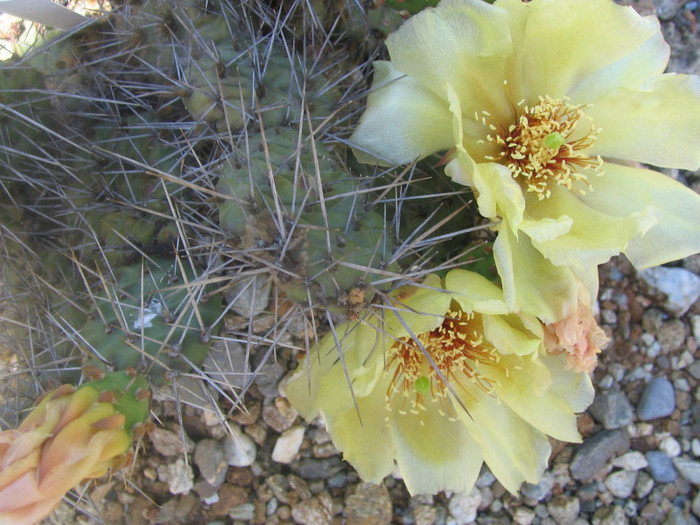 Opuntia fragilis x polyacantha   Bruce Parfitt 1998 (hb.natural); hibrid natural -hardy
