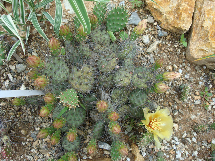 Opuntia fragilis x polyacantha  Bruce Parfitt 1998 (hb.natural) - Genul Opuntia