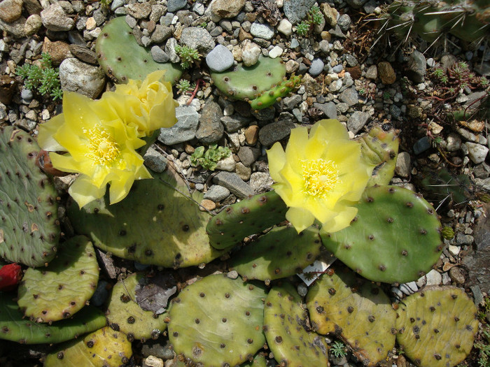 Opuntia humifusa   (Raf.) Raf.1830 - Genul Opuntia