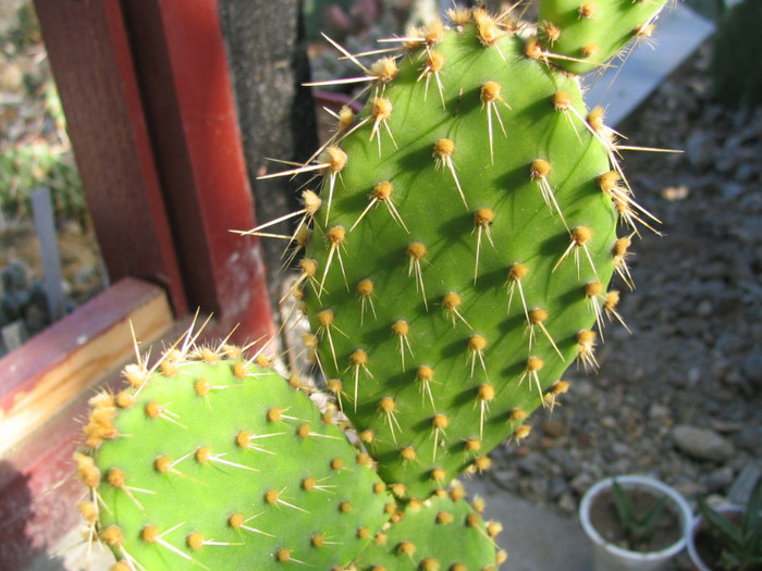 Opuntia aciculata Griffiths 1916. - Genul Opuntia