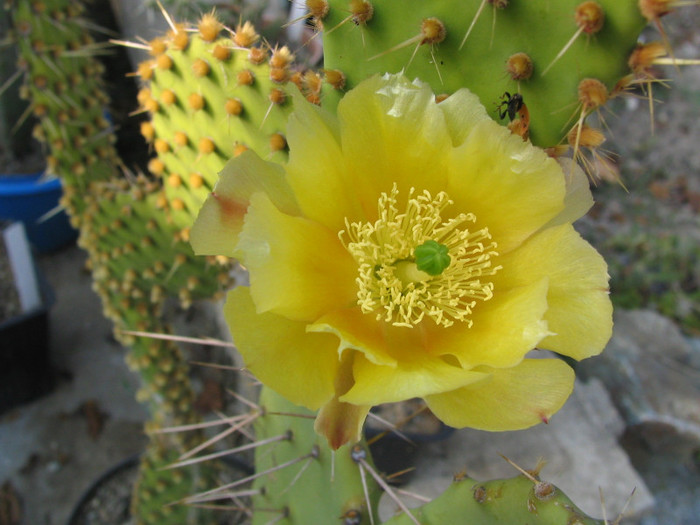 Opuntia aciculata Griffiths 1916. - Genul Opuntia