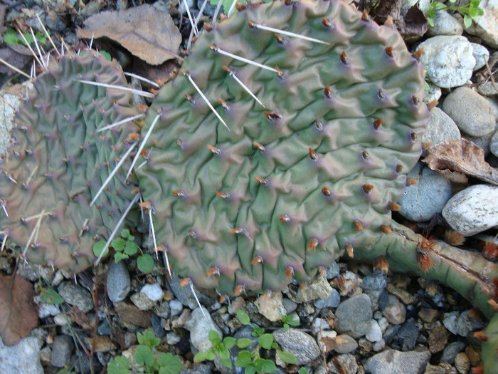 Opuntia macrorhiza          Engelm.1850; Origine: SUA (Vestul și sud-vestul) -hardy
