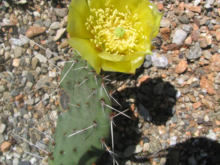 Opuntia macrorhiza var. riograndensis - Genul Opuntia
