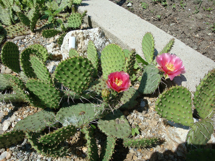 Opuntia macrorhiza Engelm.1850; Origine: SUA (Vestul și sud-vestul) -hardy
