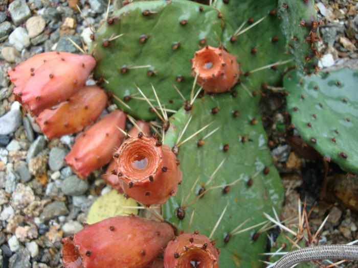 Opuntia macrorhiza Engelm.1850; Origine: SUA (Vestul și sud-vestul) -Hardy
