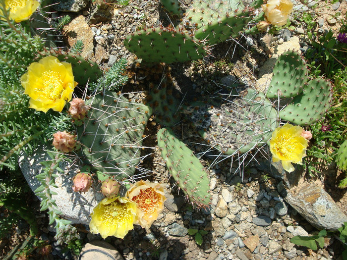 Opuntia macrorhiza var. riograndensis; Origine: SUA (Valencia Co., New Mexico)
