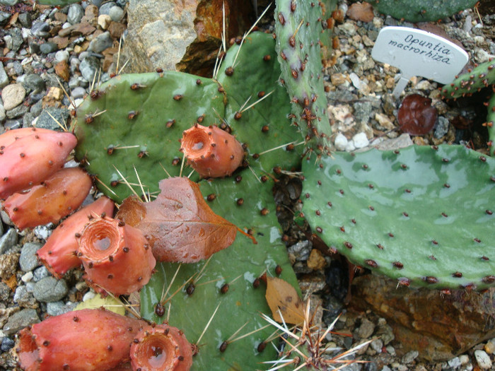 Opuntia macrorhiza Engelm.1850; Origine: SUA (Vestul și sud-vestul) -Hardy
