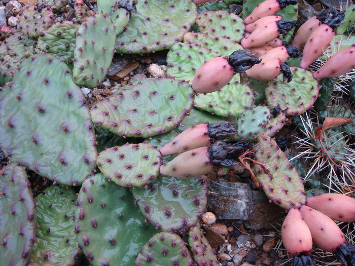 Opuntia macrorhiza subsp. macrorhiza (Engelm.) L.D. Benson  1950.; Origine: SUA (Arkansas nord) -Hardy
