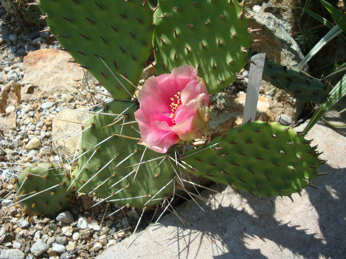 Opuntia macrorhiza subsp. pottsii   (Salm-Dyck) U. Guzmán & Mandujano; Origine: SUA (Stafford County, Kansas) -Hardy
