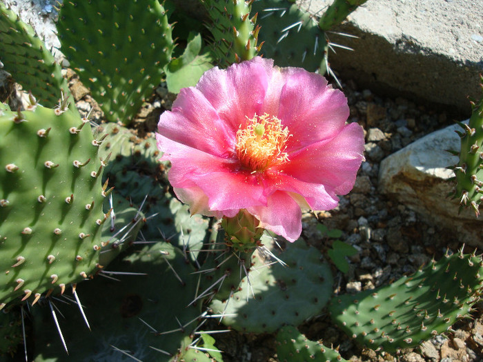 Opuntia macrorhiza subsp. pottsii  (Salm-Dyck) U. Guzm; Origine: SUA (Stafford County, Kansas) -Hardy
