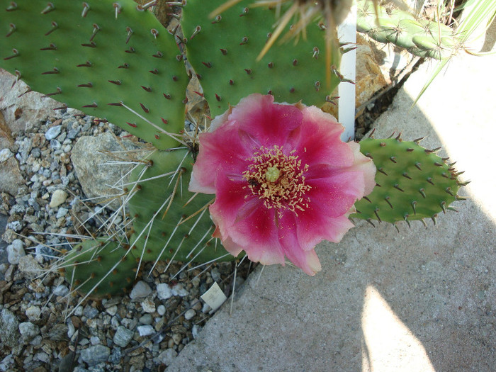 Opuntia macrorhiza subsp. pottsii (Salm-Dyck) U. Guzm; Origine: SUA (Stafford County, Kansas) -Hardy
