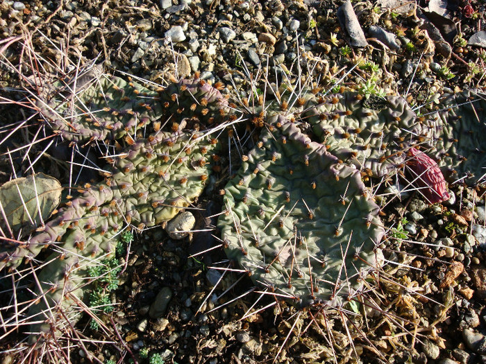 Opuntia macrorhiza var. riograndensis; Origine: SUA (Valencia Co., New Mexico) -Hardy
