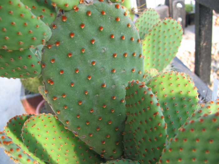 Opuntia microdasys ssp. rufida  (Engelm.) U. Guzm; Origine: SUA (Texas )si nordul Mexicului
