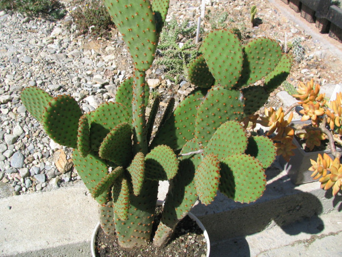 Opuntia microdasys ssp. rufida (Engelm.) U. Guzm - Genul Opuntia