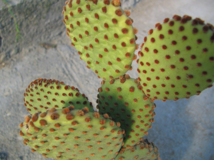 Opuntia microdasys ssp. rufida (Engelm.) U. Guzm; Origine: SUA (Texas )și nordul Mexicului
