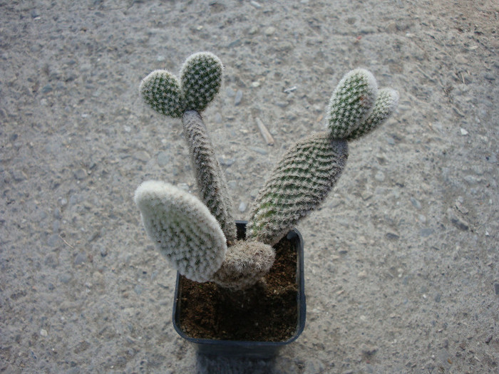 Opuntia microdasys var. albispina  Fobe 1931 - Genul Opuntia