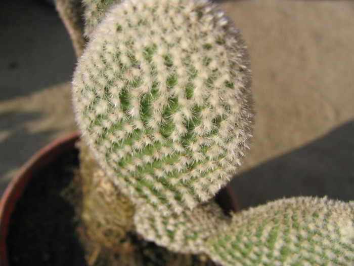 Opuntia microdasys var. albispina Fobe 1931 - Genul Opuntia