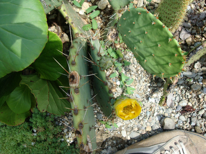 Opuntia orbiculata   Salm-Dyck ex Pfeiff.1837 - Genul Opuntia