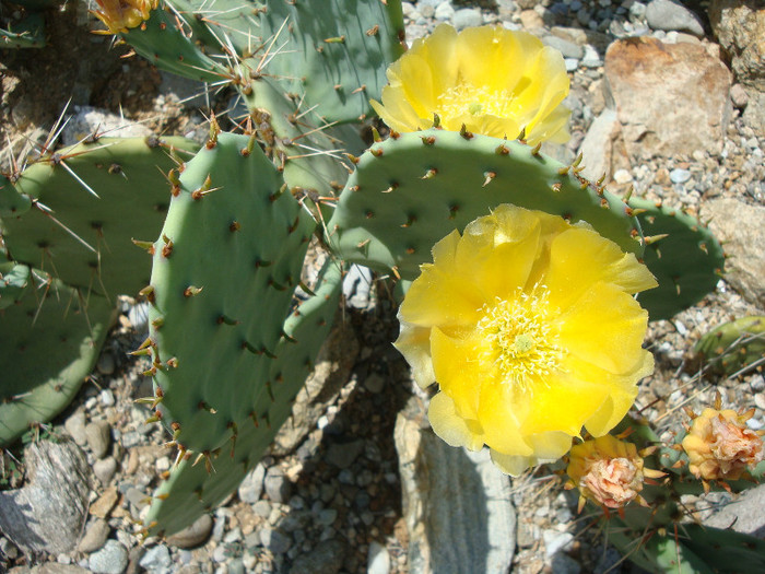 Opuntia orbiculata  Salm-Dyck ex Pfeiff.1837 - Genul Opuntia