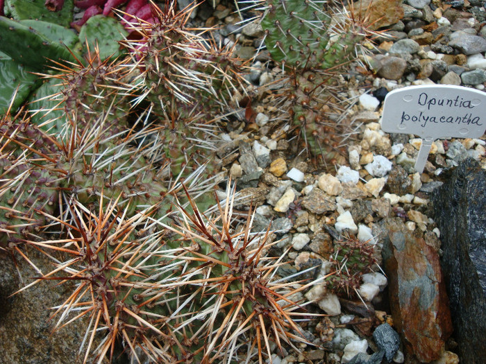 Opuntia polyacantha  Haw. 1819 Origine SUA; Madison Co., Montana 1600m...-45C