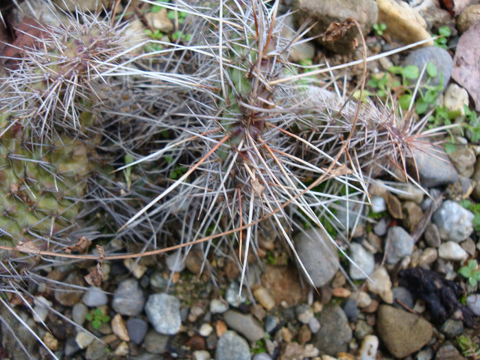 Opuntia polyacantha (Madison Co., Montana 1600m...-45C)
